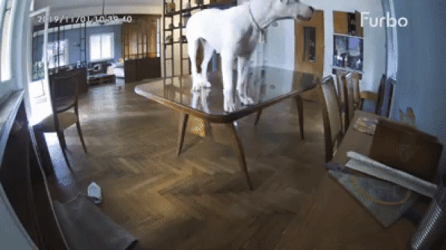 The dining table with glass top failed and broke suddenly while Hera, a great dane, was standing on top of it.