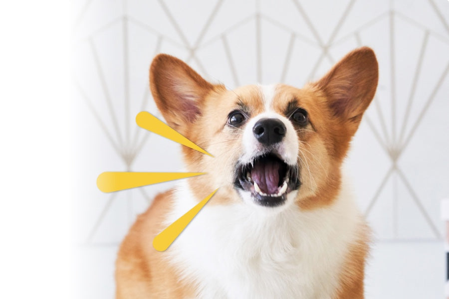 A corgi barking to the camera triggering Furbo Dog Nanny to sent a barking alert
