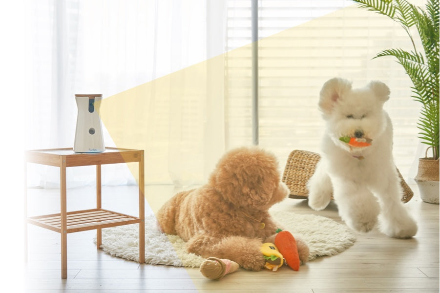 Furbo Dog Nanny detects two poodles playing around with a red carrot toy in the room