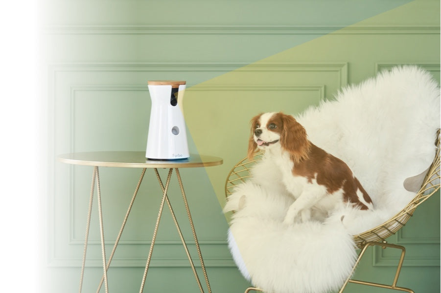 Furbo Dog Nanny captures the dog's face while it is sitting on a gold wire chair with faux fur on it