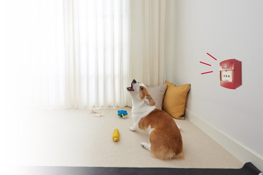 The dog looks scared and is barking because the smoke alarm is going off in the room