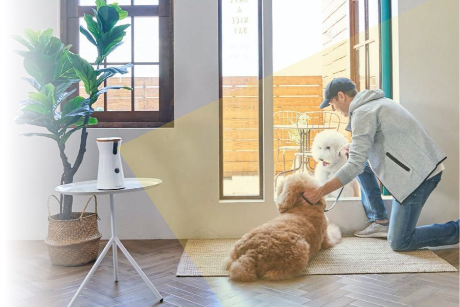 The security camera recognizes a guy in a blue hat, grey jacket, and jeans with one knee down patting two poodles by the balcony backdoor.