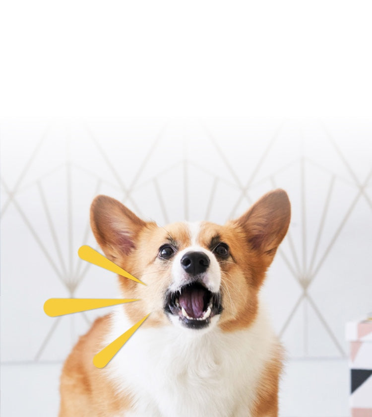A corgi barking to the camera triggering Furbo Dog Nanny to sent a barking alert
