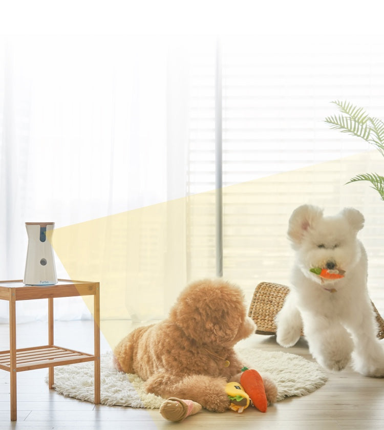 Furbo Dog Nanny detects two poodles playing around with a red carrot toy in the room