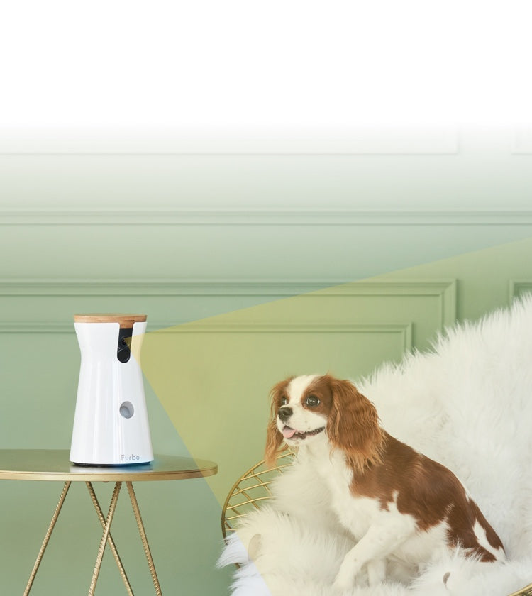 Furbo Dog Nanny captures the dog's face while it is sitting on a gold wire chair with faux fur on it