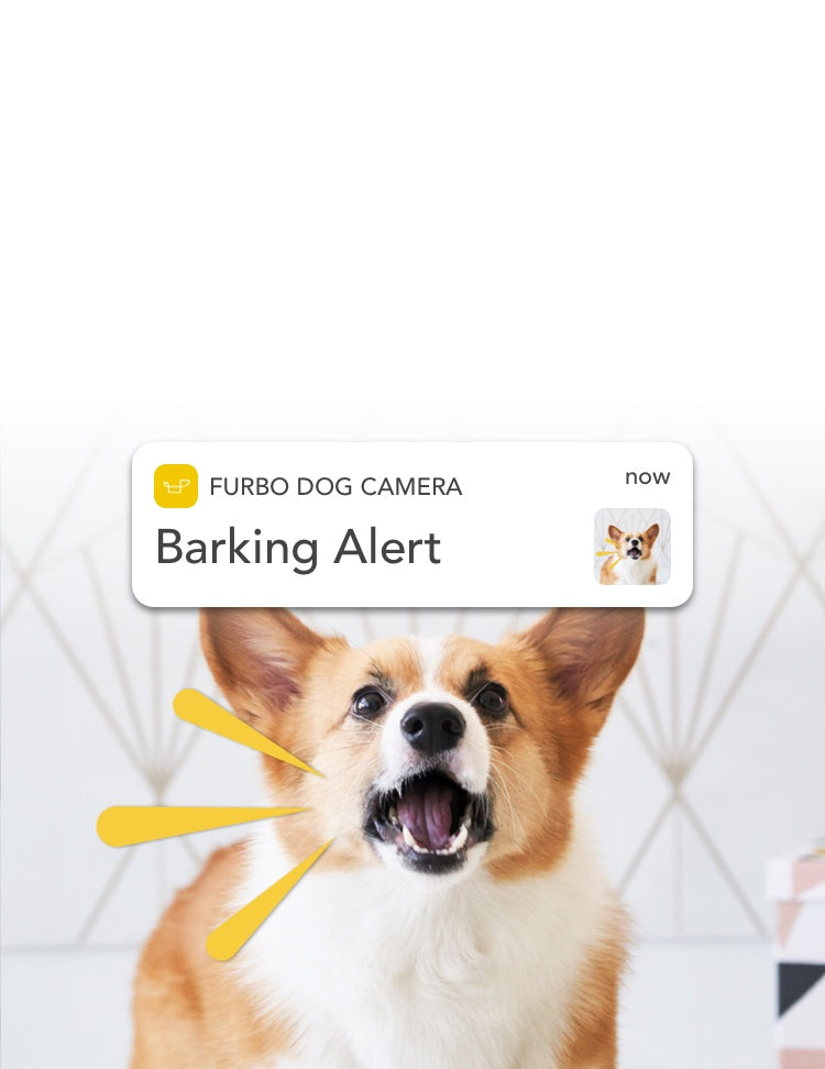 A corgi barking to the camera triggering Furbo Dog Nanny to sent a barking alert