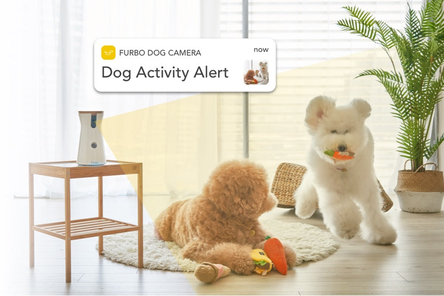 Furbo Dog Nanny detects two poodles playing around with a red carrot toy in the room