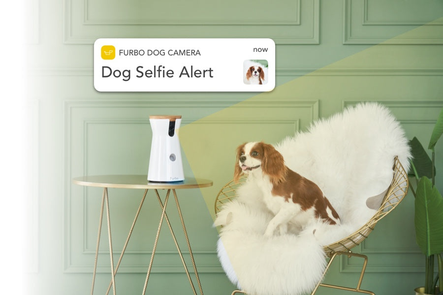 Furbo Dog Nanny captures the dog's face while it is sitting on a gold wire chair with faux fur on it