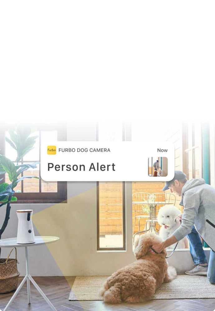 The security camera recognizes a guy in a blue hat, grey jacket, and jeans with one knee down patting two poodles by the balcony backdoor.